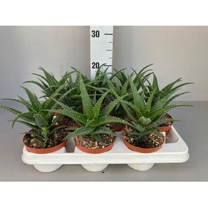 Aloe arborescens 10.5