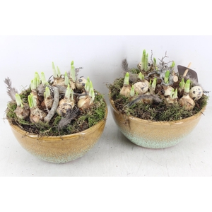 arr4 Narcis MB - Ker. schaal sandy yellow