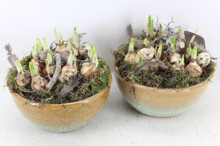 <h4>arr4 Narcis MB - Ker. schaal sandy yellow</h4>