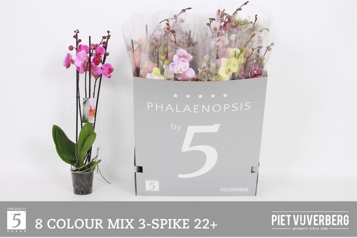 <h4>PHAL GEM 8 KL</h4>