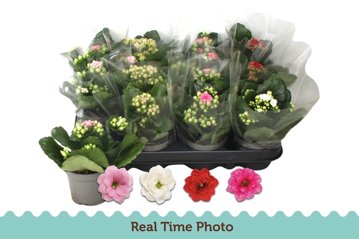 <h4>KAL GE GEM 4 KL</h4>