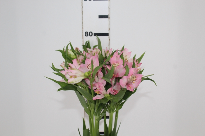 <h4>ALSTROEMERIA DUBAI 080 CM</h4>