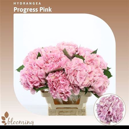 <h4>Hydr M Pink Progres</h4>