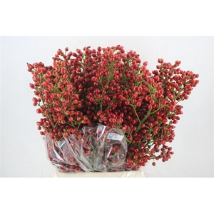 Rosa Starberry P Bunch