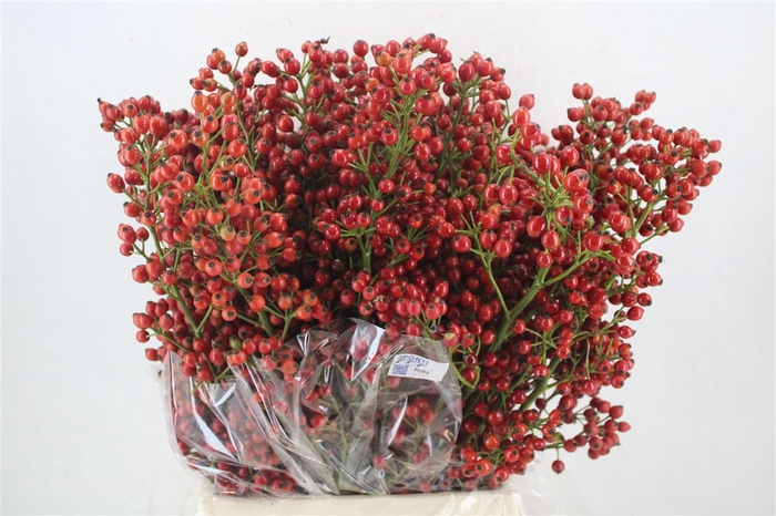 <h4>Rosa Starberry P Bunch</h4>