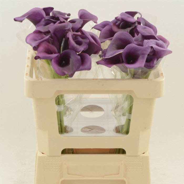 <h4>Calla Durban</h4>