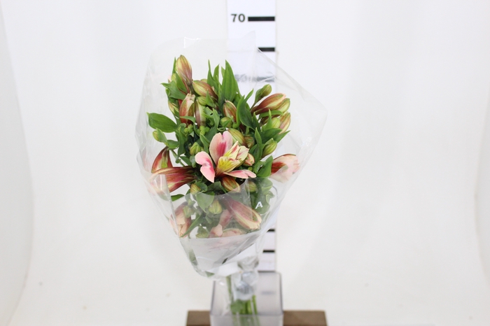 ALSTROEMERIA REBECCA 080 CM