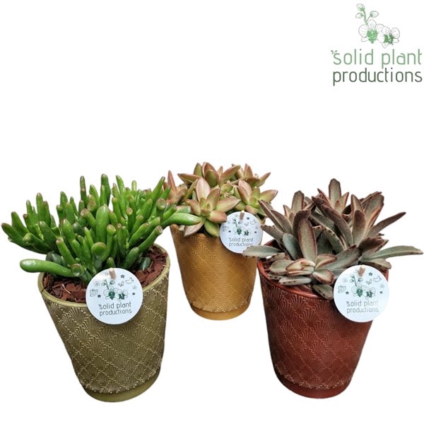 <h4>JT004 Erika 3 PP Crassula Mix</h4>