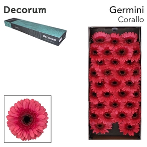 Germini Corallo Doos