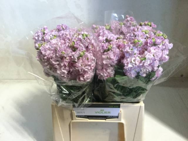 <h4>MATTH IRON CHERRY BL</h4>