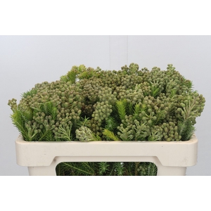 Kaaps Groen Palaecea