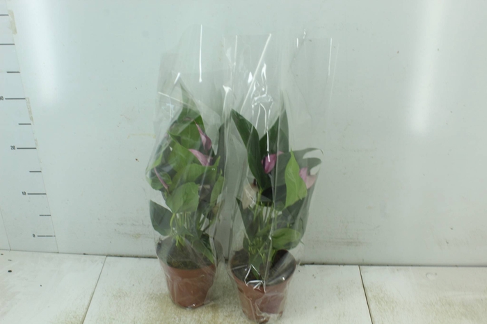 <h4>ANTHURIUM VARIADO P12</h4>