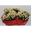 Hypericum Cool Romance