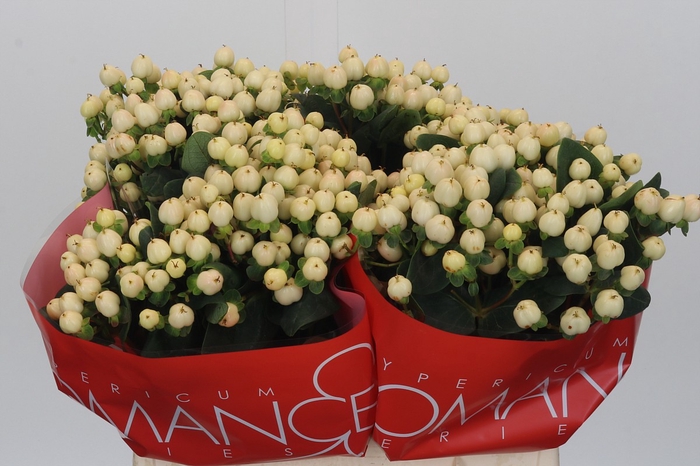 <h4>Hypericum Cool Romance</h4>