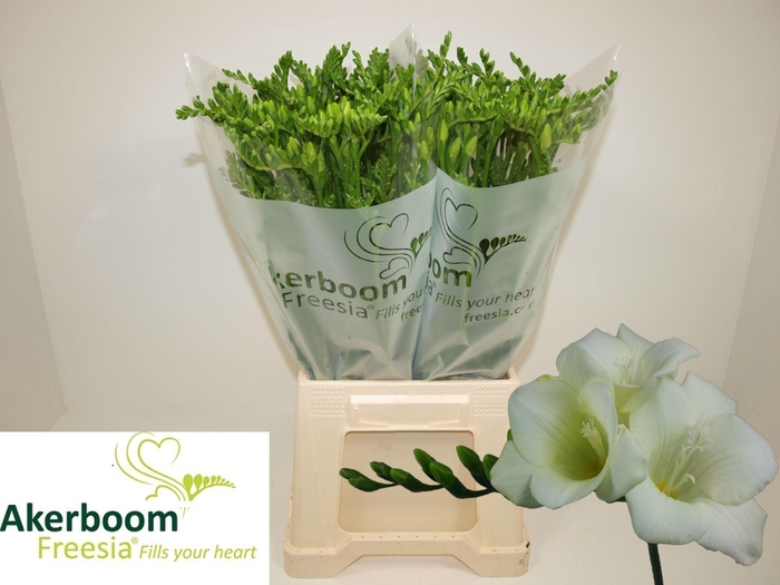 <h4>Freesia enk Wonderful White</h4>