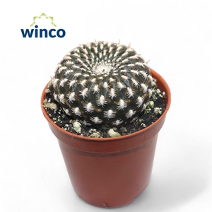 Sulcorebutia Arencea