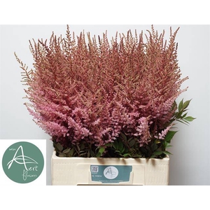 Astilbe Romanze Aert