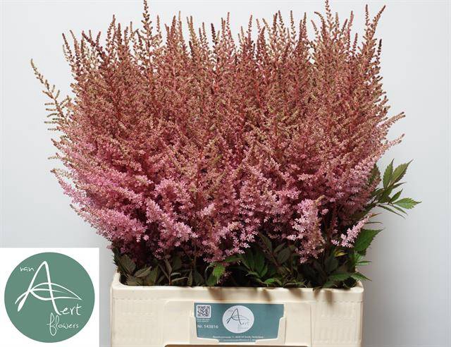 <h4>Astilbe Romanze Aert</h4>
