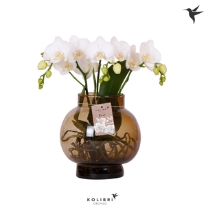 Kolibri Orchids Phalaenopsis Roots white in glas bowl brown