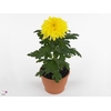 Chrysant Zembla Geel
