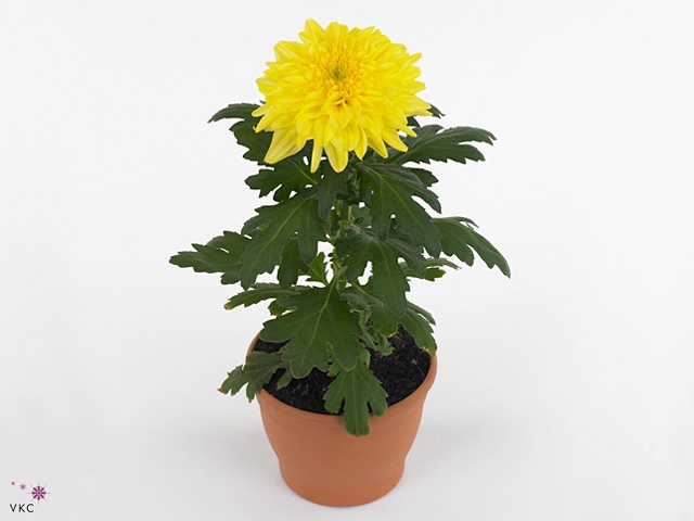 Chrysant Zembla Geel