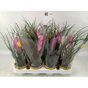 Tillandsia cyanea 'Vincent'