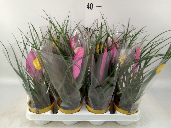 <h4>Tillandsia cyanea 'Vincent'</h4>