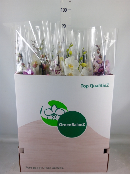 <h4>Phalaenopsis   ...mix</h4>
