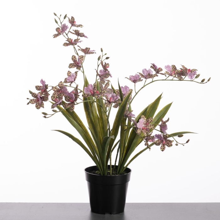 <h4>AF Cymb x3 pot 57cm Gre/Purple</h4>