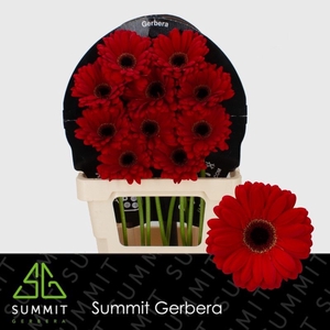 Gerbera Centurion Flowerracket