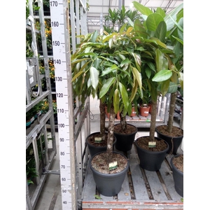 Ficus binn. 'Amstel King'