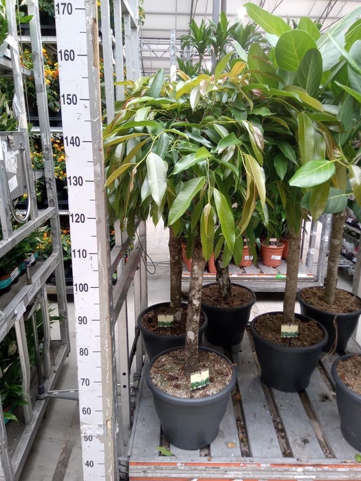 <h4>Ficus binn. 'Amstel King'</h4>