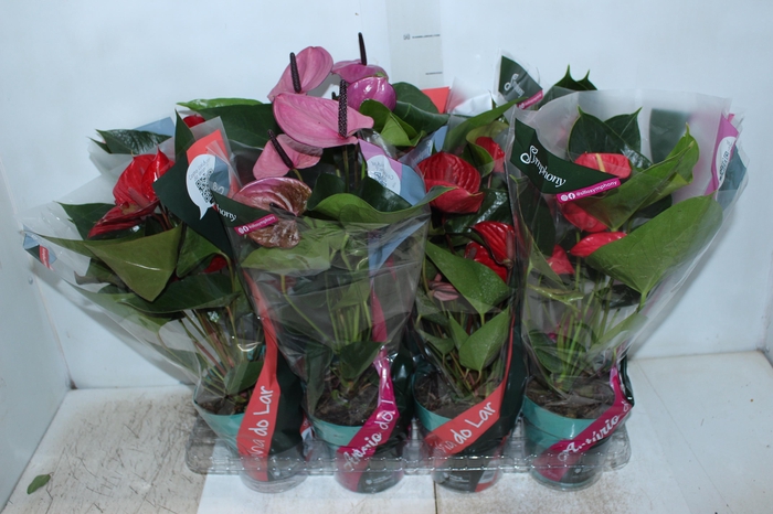 <h4>ANTHURIUM VARIADO P15</h4>
