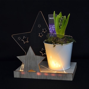 Hyacint Bright Star HL44242 [CHRISTMAS LIGHT]