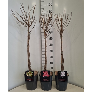 Weigela in Cultivars