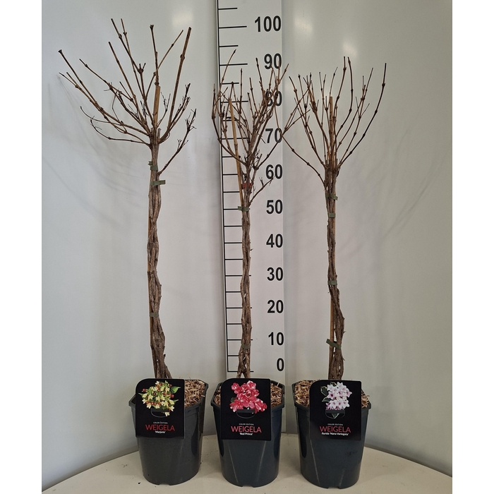 <h4>Weigela in Cultivars</h4>