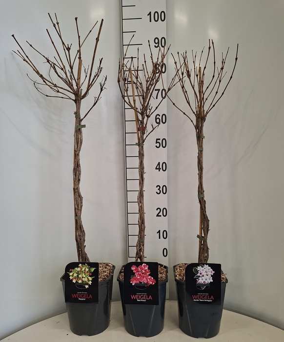 Weigela in Cultivars