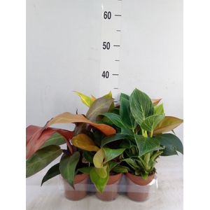 Philodendron   ...