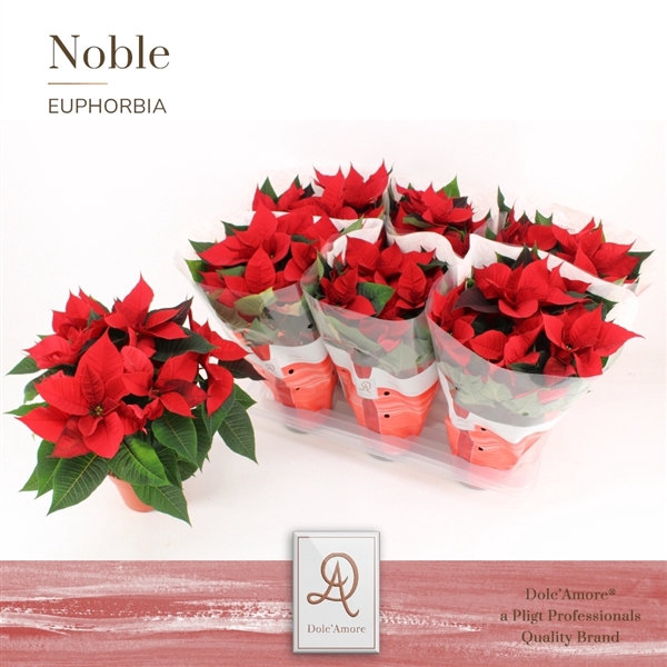 Euphorbia pulcherrima Christmas Universe