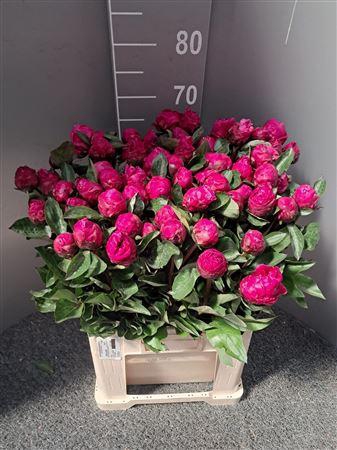 <h4>Paeo L Red Sarah Ber Rosso</h4>
