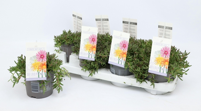 <h4>Delosperma Lido mix</h4>
