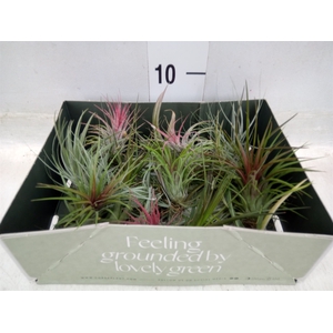 Tillandsia