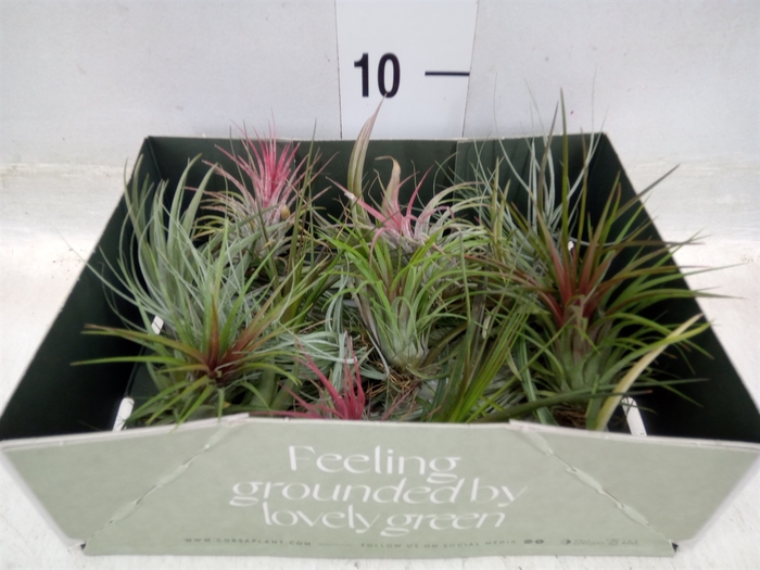 <h4>Tillandsia</h4>