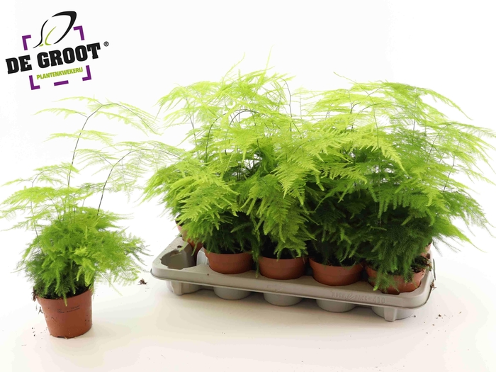 <h4>ASPAR SETACEUS</h4>