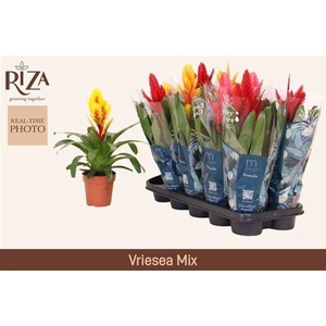VRIES GEM 5 SRT