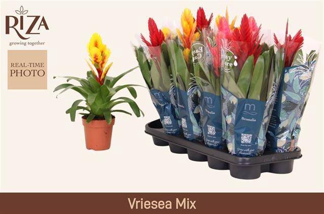<h4>VRIES GEM 5 SRT</h4>