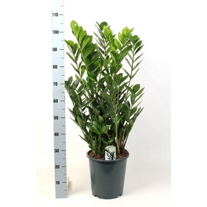 Zamioculcas zamiifolia
