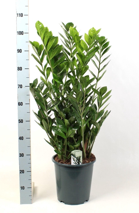 <h4>Zamioculcas zamiifolia</h4>