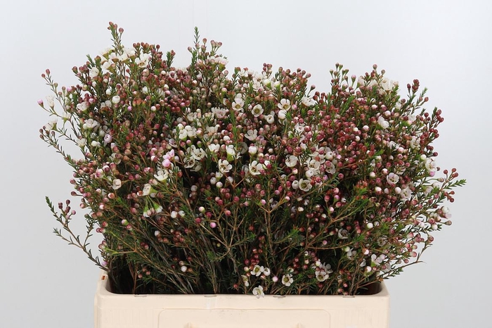 <h4>Chame Mi Liron</h4>