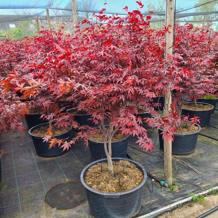 <h4>Acer palmatum Red Emperor</h4>